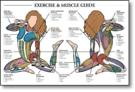 Exercise Diagram Chart